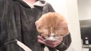 Fits  cat