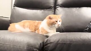 Love cats