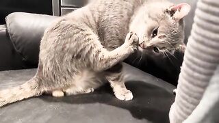 Beans
