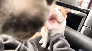Scwush fwsh