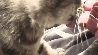 Dont bite the Cheeto finger