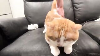 Butt  cat