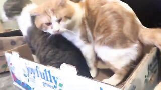 Orange cat reads