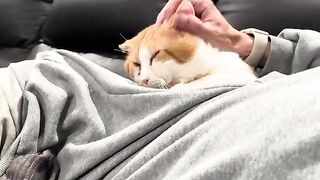 Oeef  cat