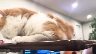 Deadly biscuits and malicious purrs