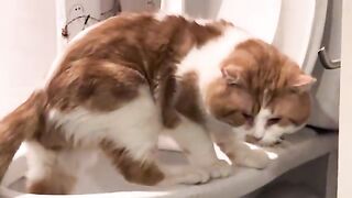 Toilet nuzzles