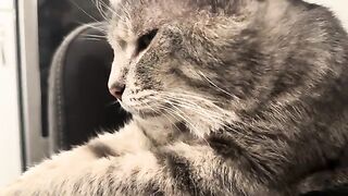 Jaden Purrs