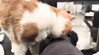 Sammich licker