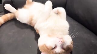Love  cats