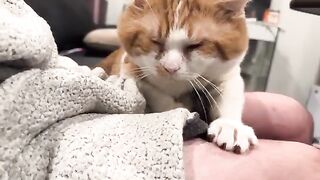 Adoration