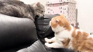 Bads a da the the small Kæty