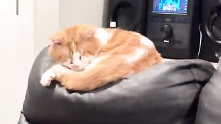 Cats  love