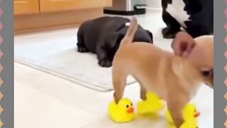 Chihuahua Kena Karma