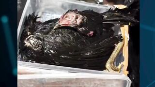 virall terror bangkai ayam dj donny