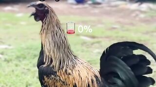 ALFABET88 SABUNG AYAM PALING GAMPANG MENANG DI INDONESIA