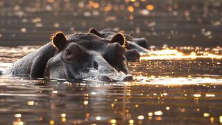 Not-so-gentle giants