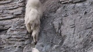 Mountain goats