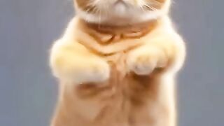 Aksi Kucing Lucu Joget Gokil yang Bikin Terhibur!