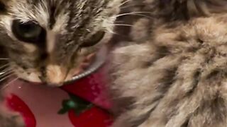 she chews her wet food