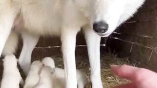 save the wolf family