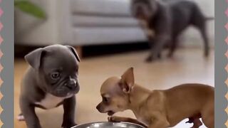 Chihuahua Gemesin