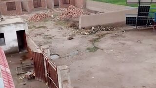 Qasimjani