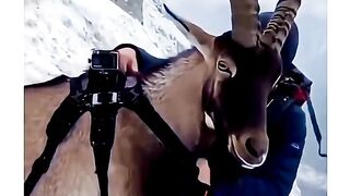 Why Theyre Called the GOAT!  GOAT MountainGoat NatureIsAmazing.mp4