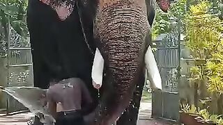 Kerala Elephant Bathing