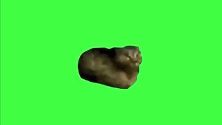 OiiaOiiaCatMemeVideo