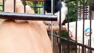 Sumatran magpie robin in full swing