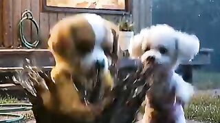 Muddy Baby Puppy Makes a Mess at Home   A Sweet Lesson from Mom