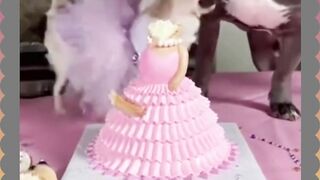 Happy Bday Chihuahua