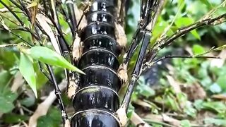 Price of ornamental bamboo