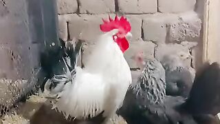 Chicken and house