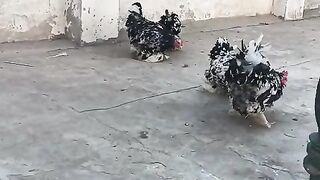 Lawn chicken