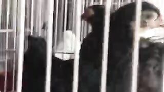 Do not keep them in cage