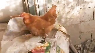 Playfull chicken