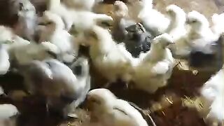 Chicken breed
