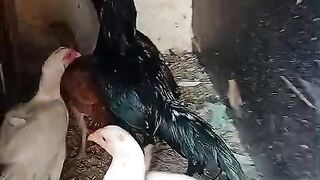 Look for chicken