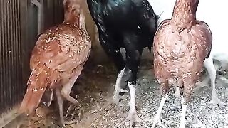Black and white chicken