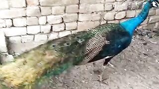 Chicken peacock
