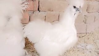 White silky chicken