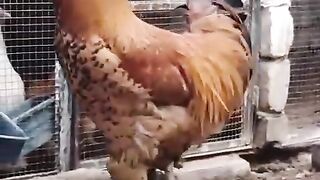 Chicken near the wall