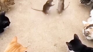Two Mice Fighting While Cats Watch Quietly  shortsviral funny
