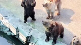 Bears