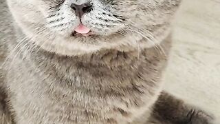 Funny cat))