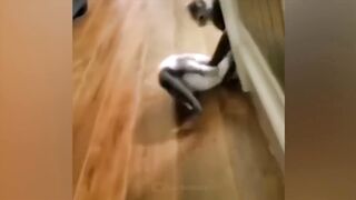 funny animals