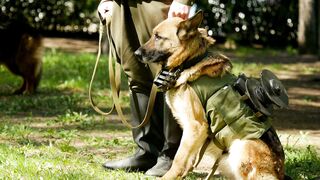 Shepherd Dog on Military Training