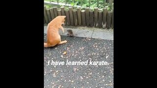Hey cat.. I know karathe (Tiktok )