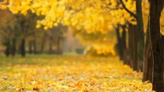Natural view Best video